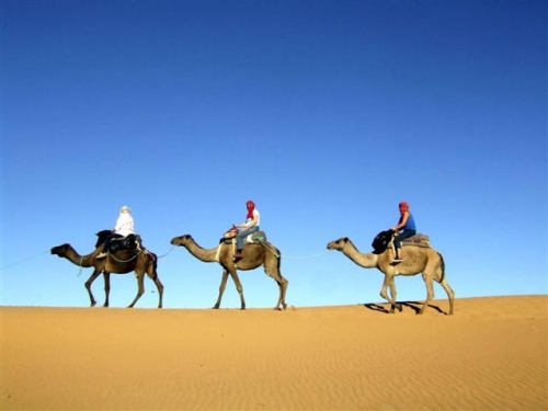 Camel Tours